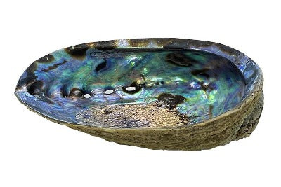 Collier Cosplay Océan PIDAK - Perles Blanches Et Coquille Abalone Bleue - Longueur 30cm